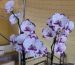 phalaenopsis_blog